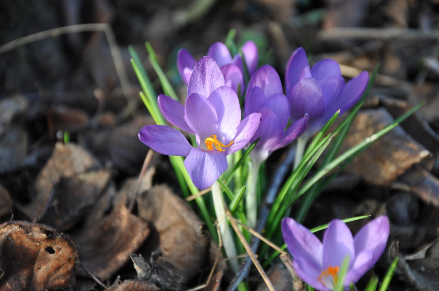 Violette Tommasin-Krokus