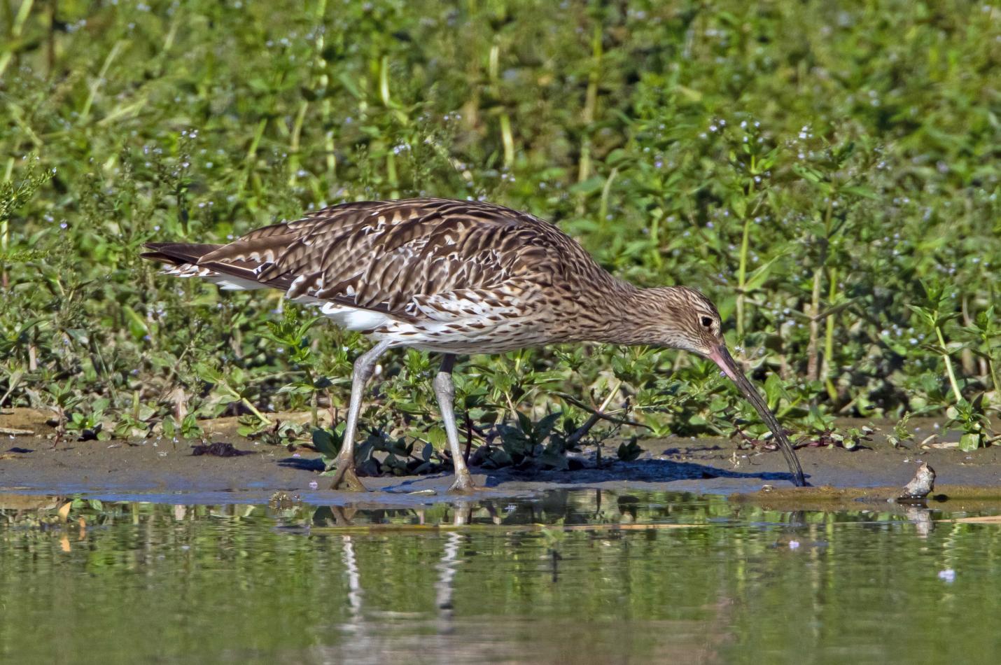 Grosse Brachvogel
