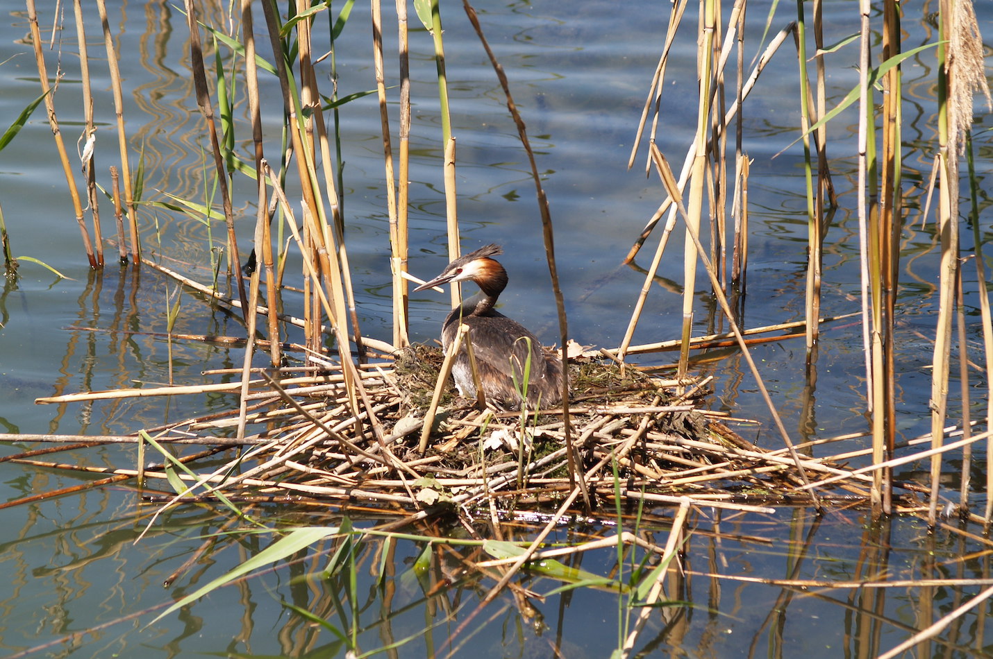 Haubentaucher beim Nest