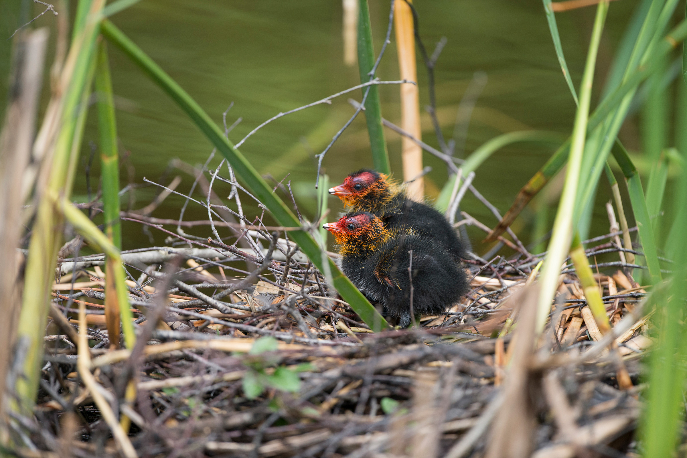Zwei Blässhuhn-Küken im Nest.