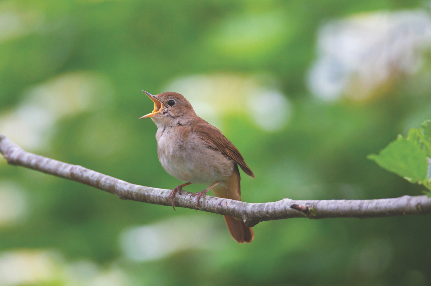 Singen wie die Vögel
