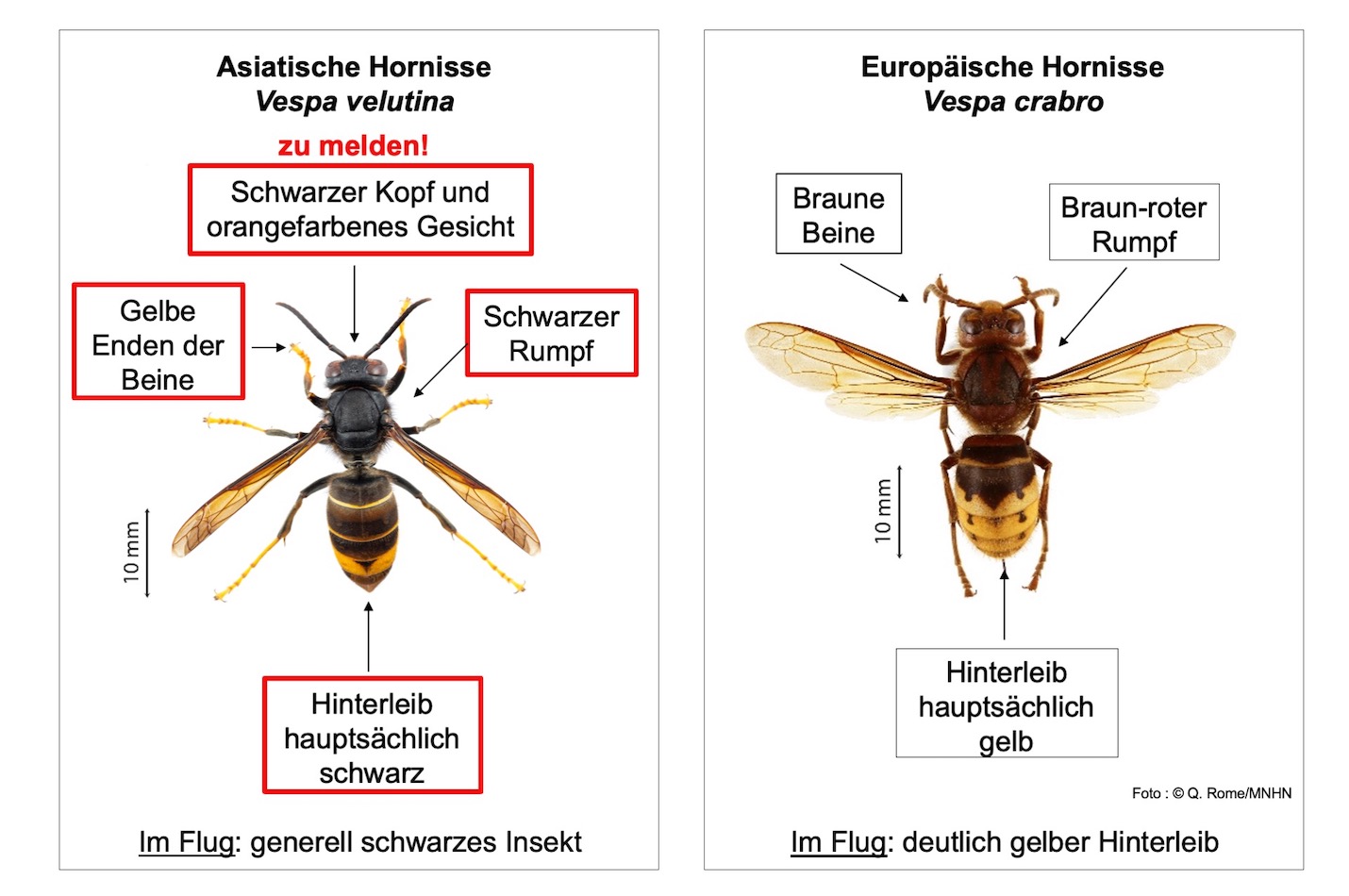 Vergleich Vespa velutina mit Vespa Crabro