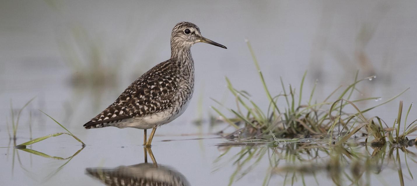 Bruchwasserläufer