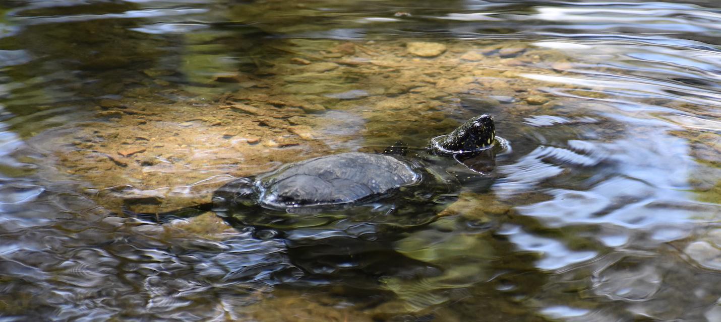 Europäische Sumpfschildkröte