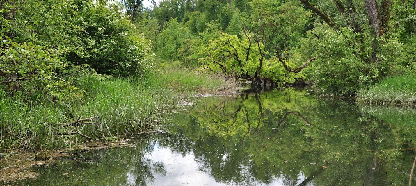 Altlauf im Gippinger Grien
