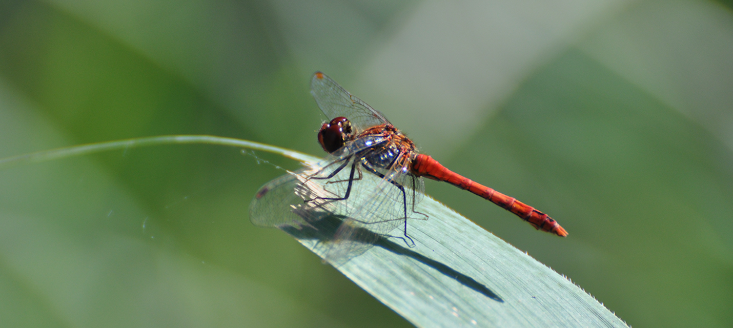 Blutrote Heidelibelle 