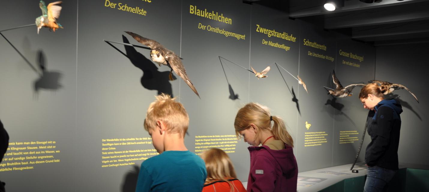 Vogelgalerie