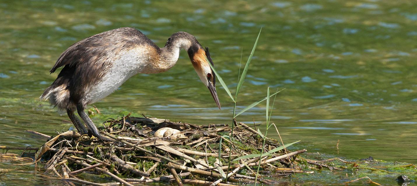 Haubentaucher