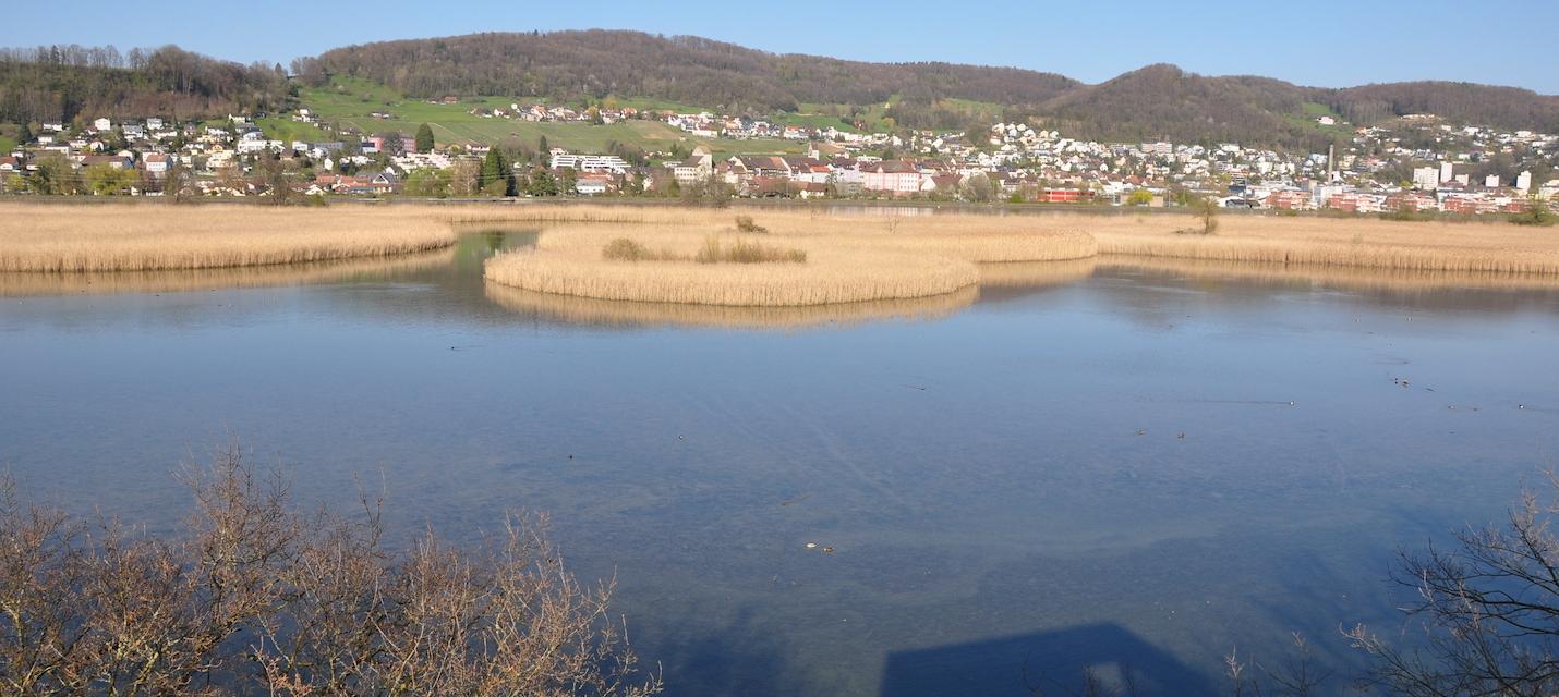 Schilfinseln im Winter