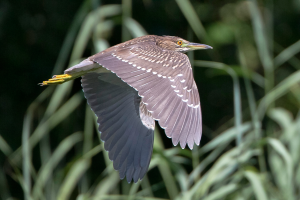 Jungvogel. Foto: Beni Herzog
