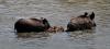 Wildschweine mit Frischlingen im Wasser